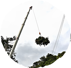 特殊伐採が可能