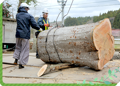 大径木伐採